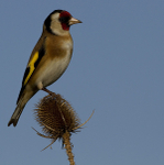 GOLDFINCH REF GOLD 8