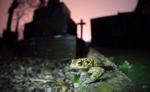 Common toad, In Bristol cemetery UK