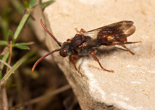 Warwickshire, May 2012. Investigating a burrow used by [i]Andrena bucephala[/i]. Note prominent yellow spot on edge o…