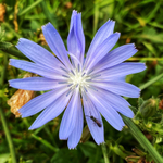 Bug on Chicory