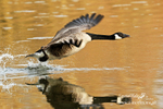 Canada Goose 080415