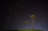 Circumpolar Startrails & Lone Tree.