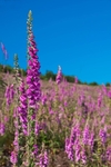 Foxglove Field, Hopewell