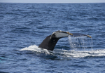 Humpback Whale Fluke, Pico Island, Azores