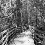 Corkscrew Swamp Sanctuary 2012
