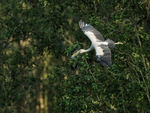 Asian Openbill banking, Gao Giong, Vietnam