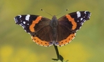 Red Admiral