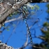 Lance-tipped Darner