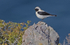 Black Eared Wheatear