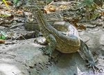 Monitor Lizard