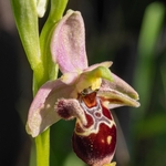 Horned Ophrys (Ophrys cornuta syn O. scolopax ssp cornuta) also  known as O.oestrifrea ssp montis-leonis 