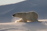 Polarbear 5563a