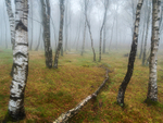 Bole Hill Quarry Silver Birch