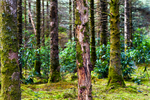 Tree - 1090