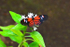 Doris Longwing