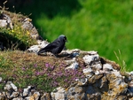Jackdaw
