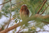 Ferruginous Pygmy-Owl in tree, Pantanal, Brazil