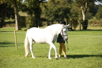 SBM_36535