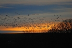 Barnacle Geese