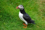 Puffin