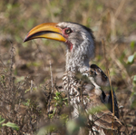 Close-up of Southern Yellow-billed Hornbill on the ground