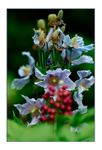 Meconopsis betonicifolia 3