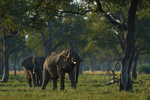 Bull Elephants in woodland