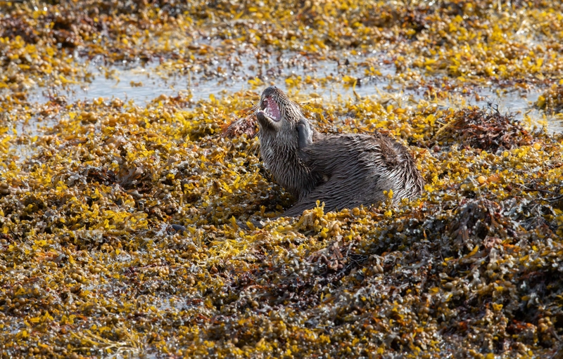 Eurasian Otter - Isle of Mull - Scotland