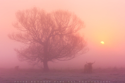 Highland-Dawn 015