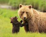 Brown Bear cub pleads with mother to be fed, Silver Salmon Creek