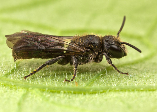 On a leaf - Warwickshire, July 2012.