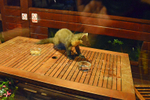 Pine Marten