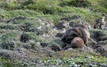 Otters family