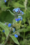 Green Alkanet (Pentaglottis sempervirens), Oxfordshire, England