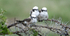 Northern White-crowned Shrike