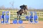 Foxhunter and 1.20m Open portfolio