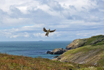 Puffin in flight