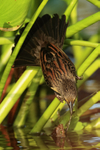 Unicolored Blackbird (female) reaching down to water, Brazil