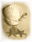 Sea Cocktail