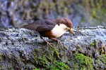 Dipper