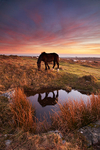 Horse Bodmin Moor