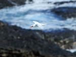 Red-tailed Tropicbird in flight, Kilauea Point, Kauai