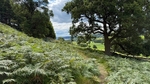 056 A Bracken laiden path approaching Longside Wood