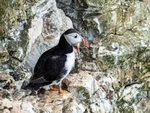Puffin