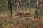 Tigress moving in amongst trees, Panna Reserve, Madhyra Pradesh, India