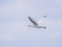 Spoonbill