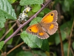 Gatekeeper