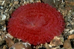 Capnea sanguinea
