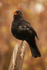 Frear-Blackbird