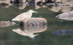 Striated Heron